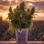 Preview: Grow Bucket Super Soil organic